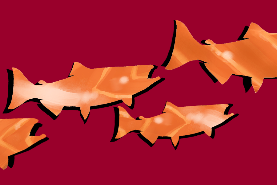 Salmon Stories US27